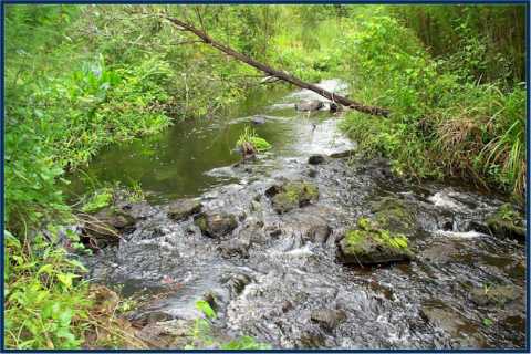 Hogtown Creek