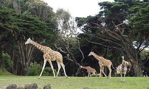 San Francisco Zoo