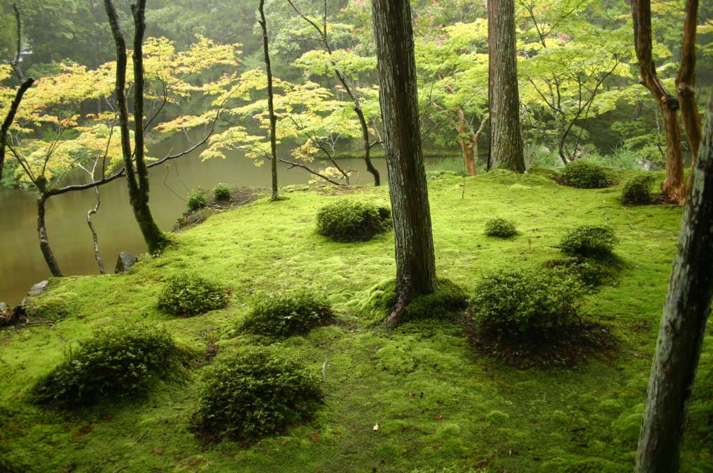 Japanese Garden