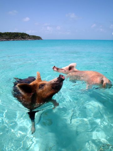 Pig Beach