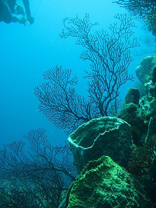 Caribbean Sea