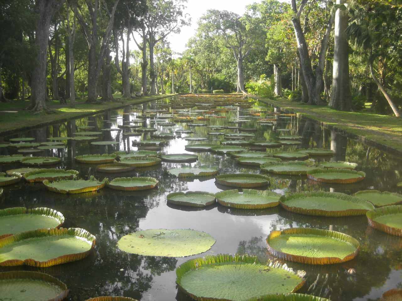 Pamplemousses Botanical Garden