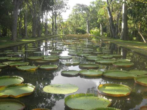 Sir Seewoosagur Ramgoolam Botanical Garden