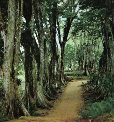 Morne Seychellois National Park