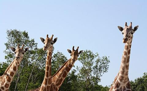 Naples Zoo