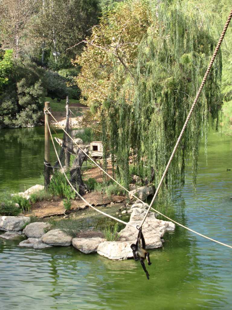 Biblical Zoo