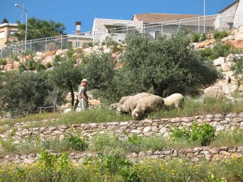 Nazareth Village