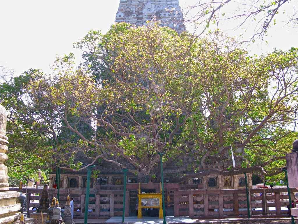 Sri Maha Bodhi