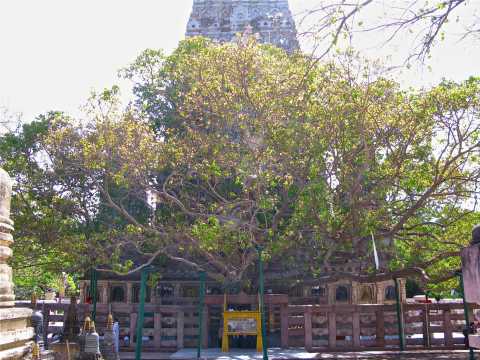 Sri Maha Bodhi