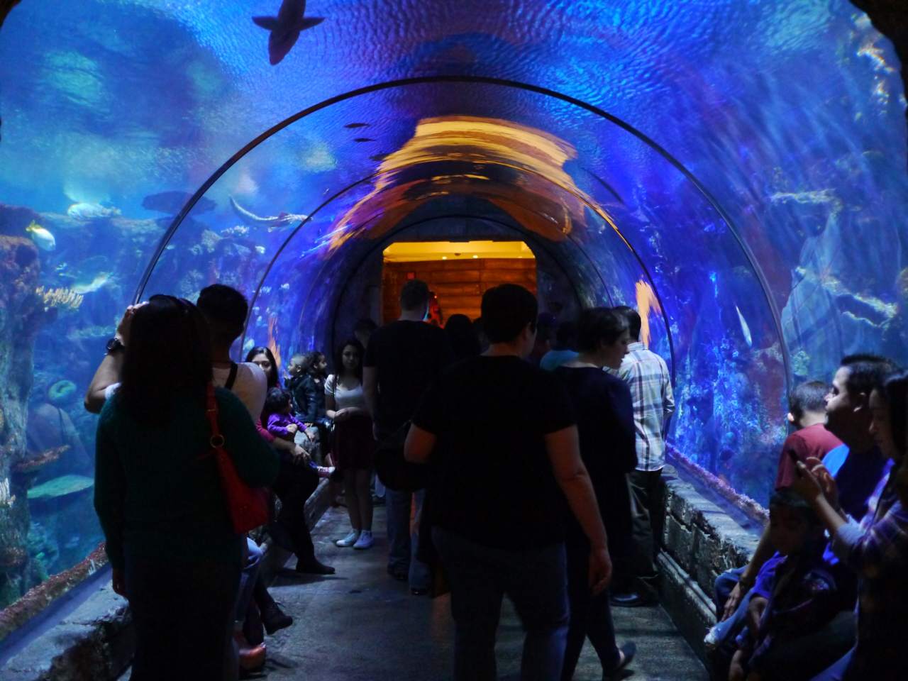 Shark Reef Aquarium