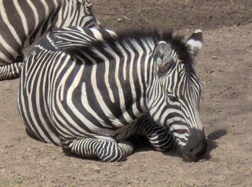 Fort Worth Zoo