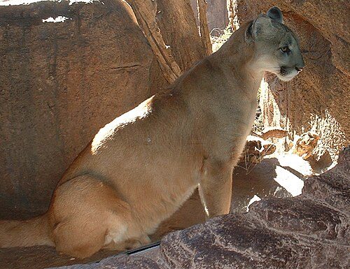 Arizona-Sonora Desert Museum