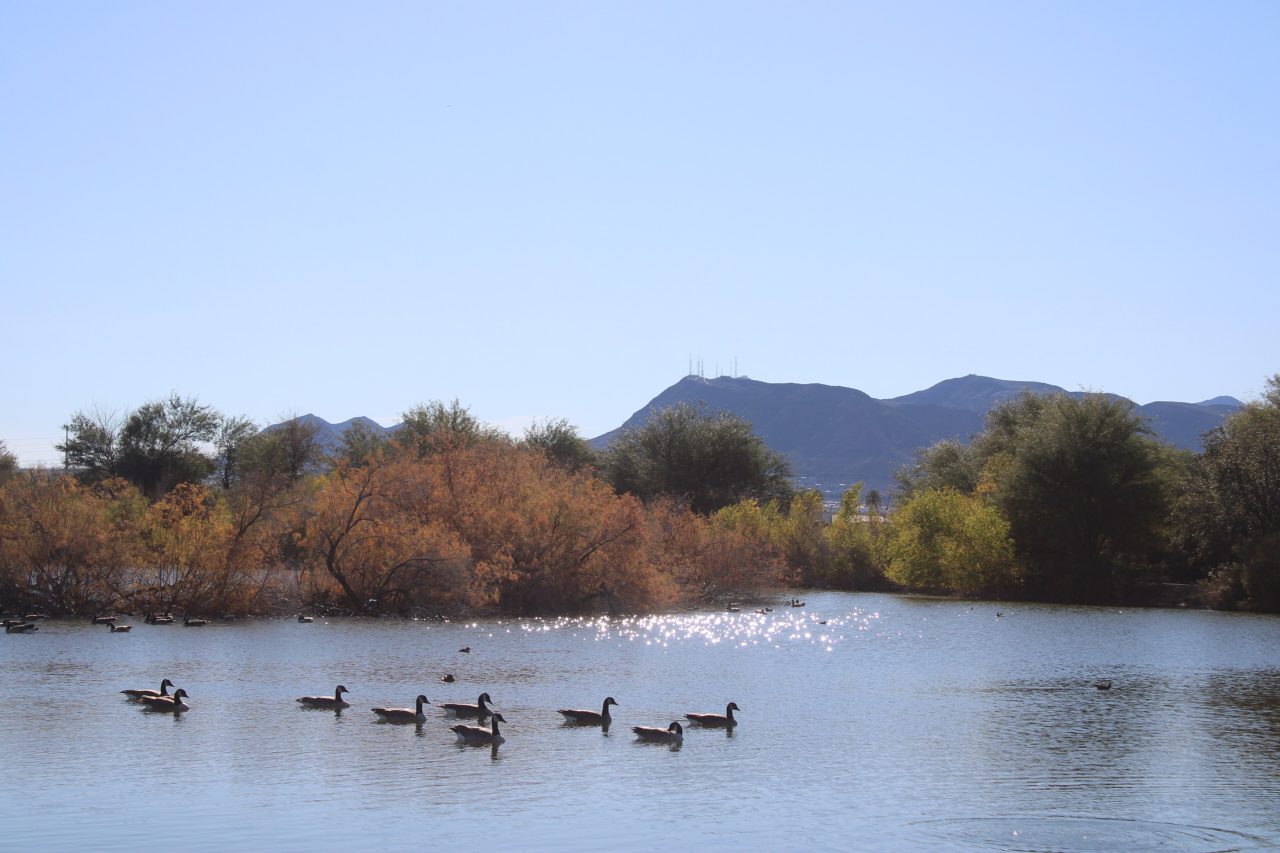 Henderson Bird Viewing Preserve