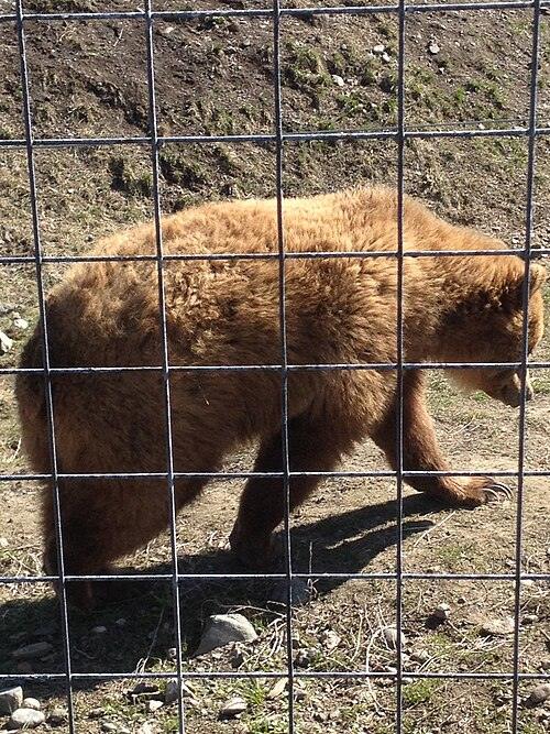 BC Wildlife Park