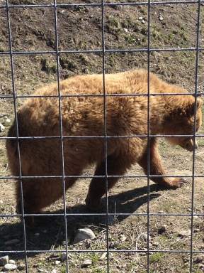 BC Wildlife Park