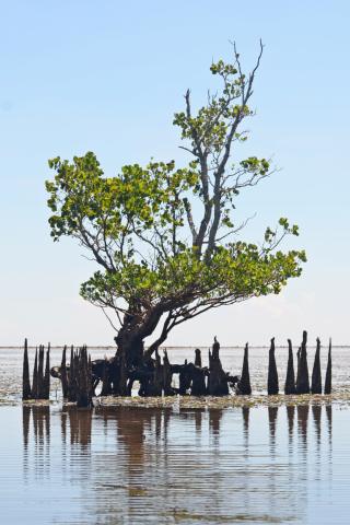 Mangroves