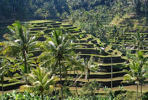 Local traditions - Bali