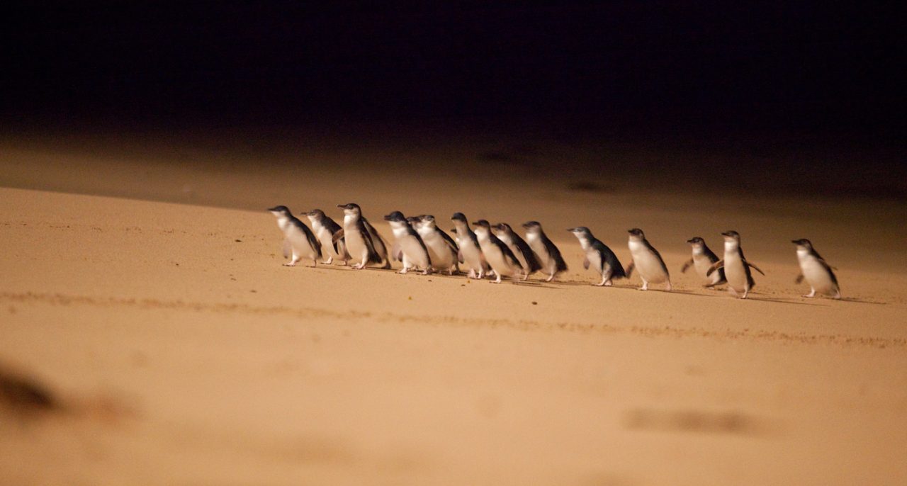 Penguin Parade