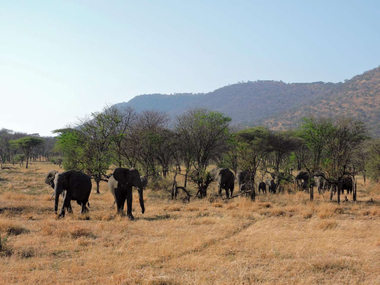 History - Serengeti