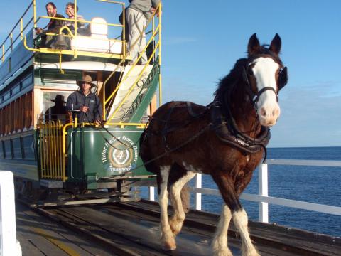 Victor Harbor Horse Drawn Tram