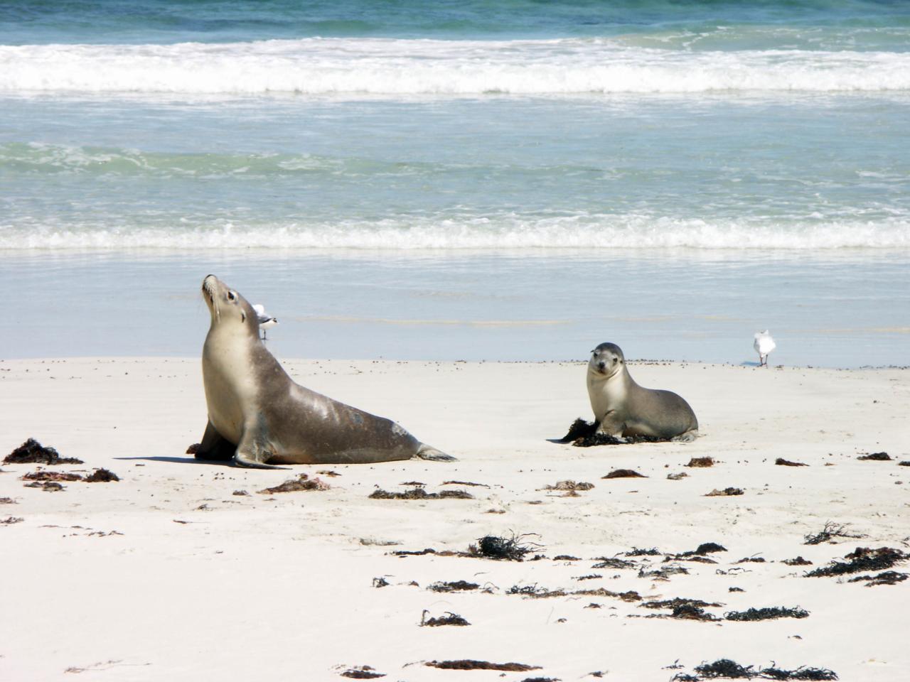 Seal Bay Conservation Park