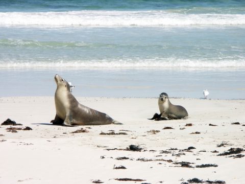 Seal Bay Conservation Park