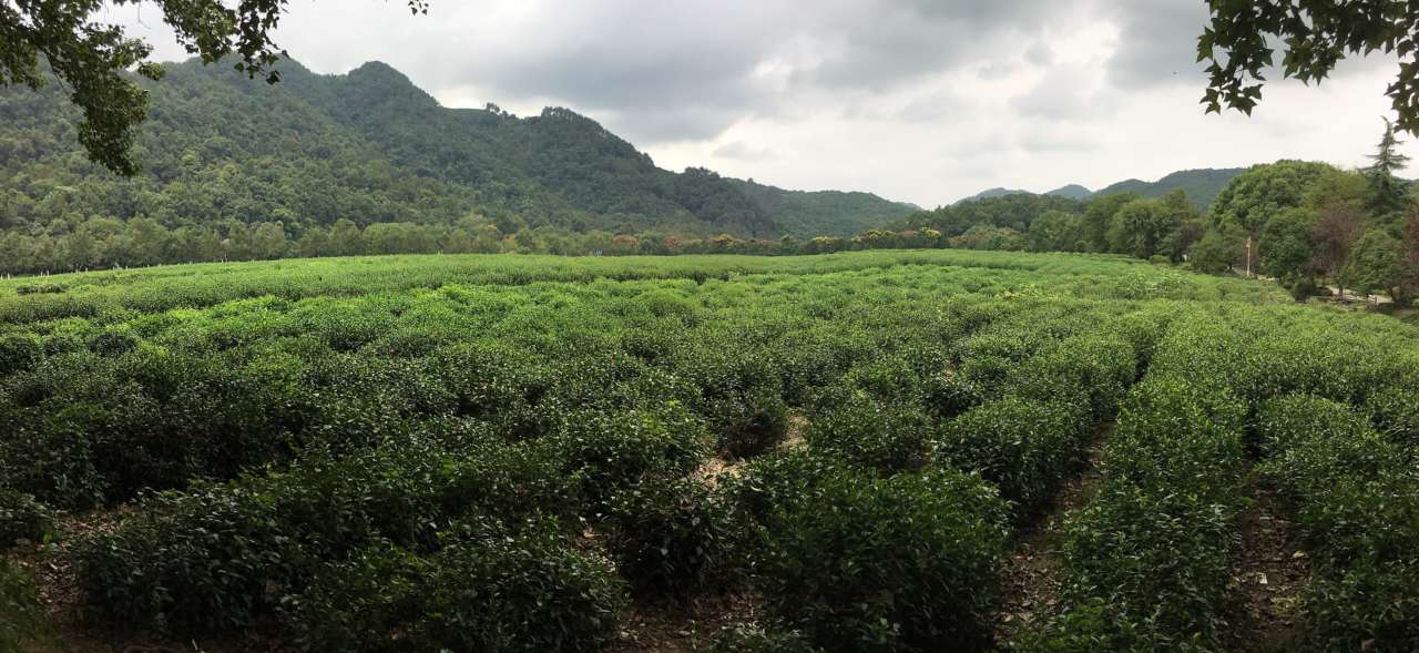China National Tea Museum