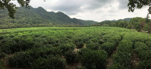 China National Tea Museum