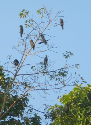 Kumarakom Bird Sanctuary