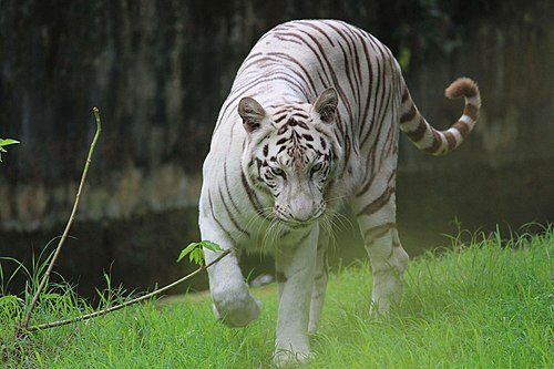 Alipore Zoo
