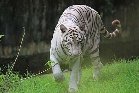 Alipore Zoo