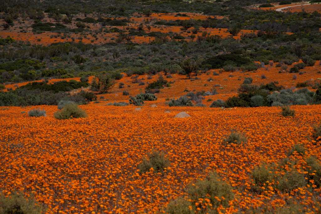 Namaqua National Park