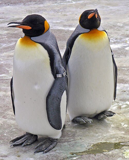 Edinburgh Zoo