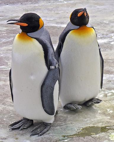 Edinburgh Zoo