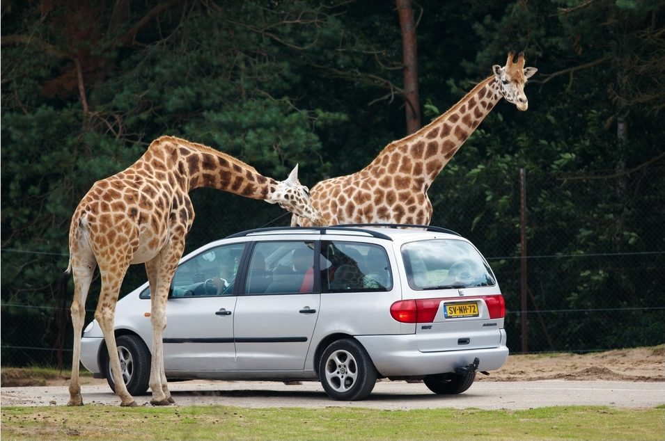 Safari Park