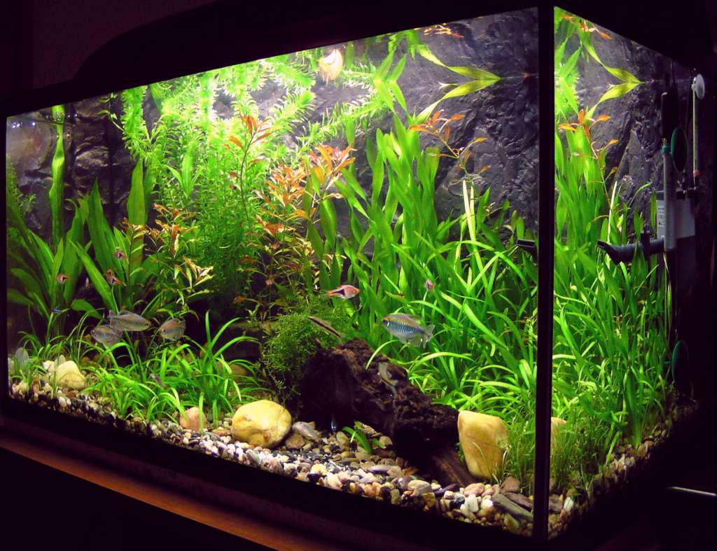 Aquarium