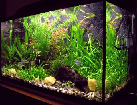 Aquarium