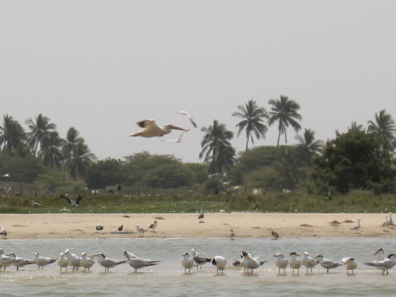 Langue de Barbarie National Park