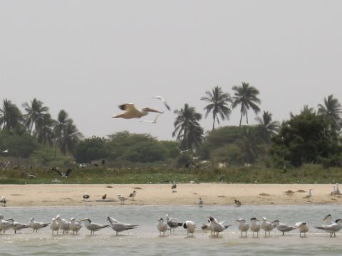 Langue de Barbarie National Park