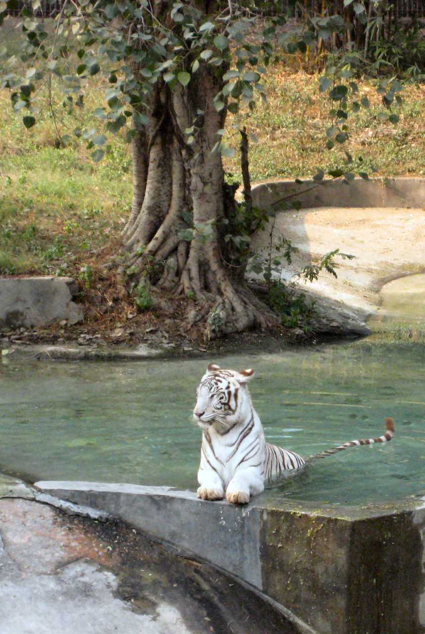 Delhi Zoo