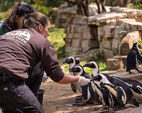 Attica Zoological Park