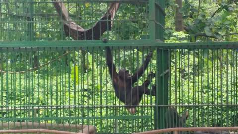 Kumasi Zoo