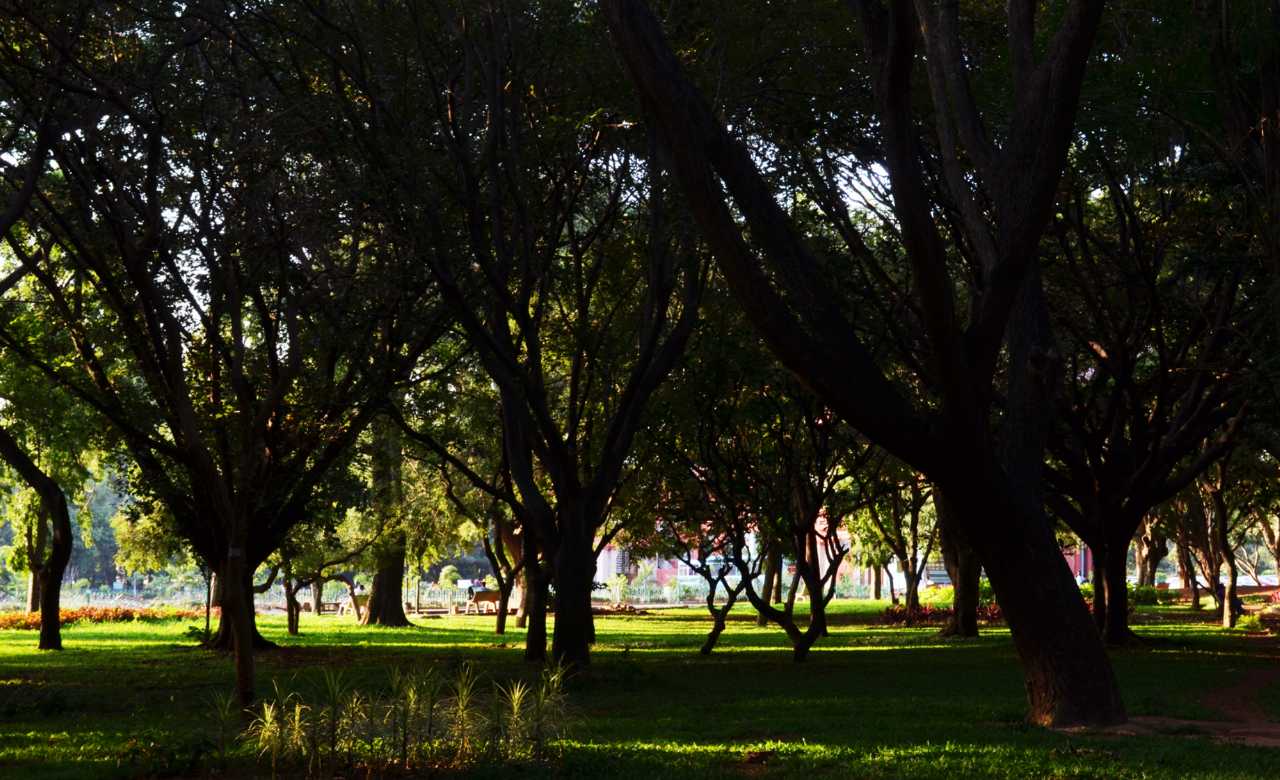 Cubbon Park