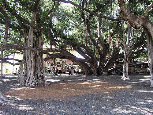 A shade of history and community