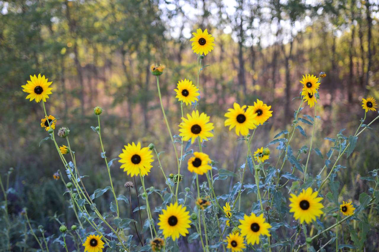 Sand Hills State Park