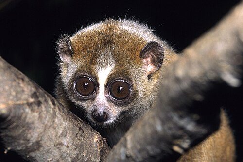 Duke Lemur Center